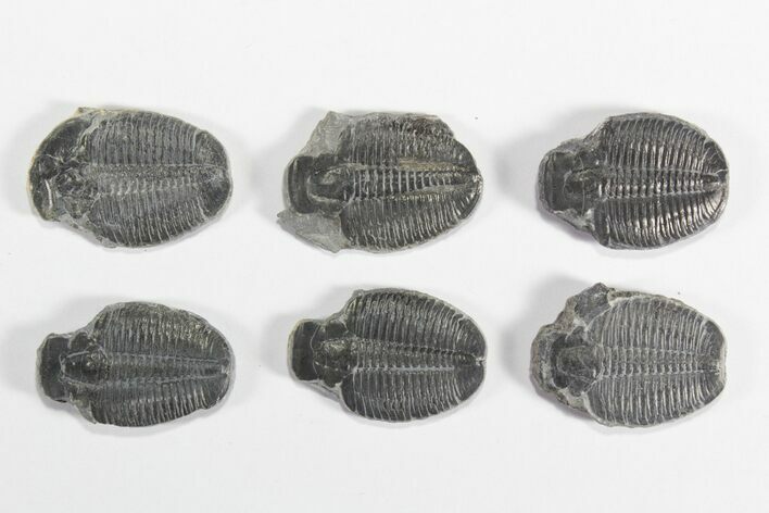 Lot: / Elrathia Trilobite Molt Fossils - Pieces #79019